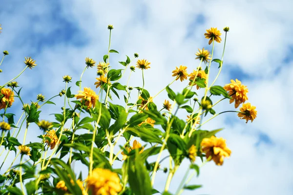 Flores Amarillas Con Hojas Verdes Sobre Fondo Azul Vista Inferior — Foto de Stock