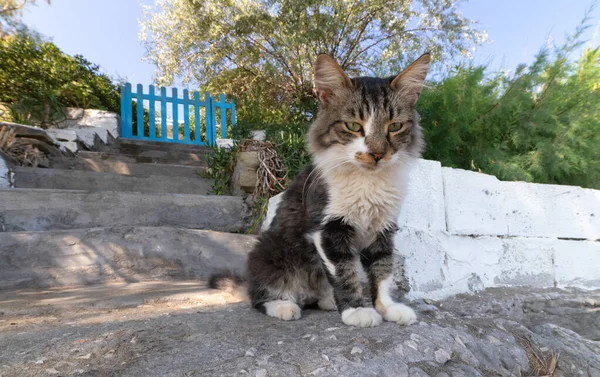 Smutné Kotě Sedící Ulici Blízkosti Domu Řecko — Stock fotografie