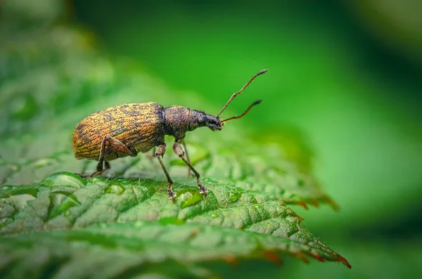 Golden Colored Beetle Long Mustache Sits Green Leaf Garden Macro — Stock Photo, Image