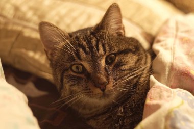 Kedi bir battaniyenin altında yatakta yatıyor.