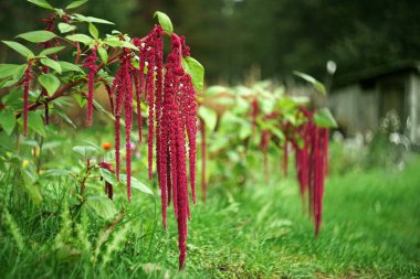 Bahçedeki çiçek Amaranthus uyarıyor