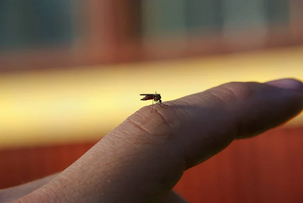 Mosquito Bites Your Finger Gets Fat Blood — Stock Photo, Image