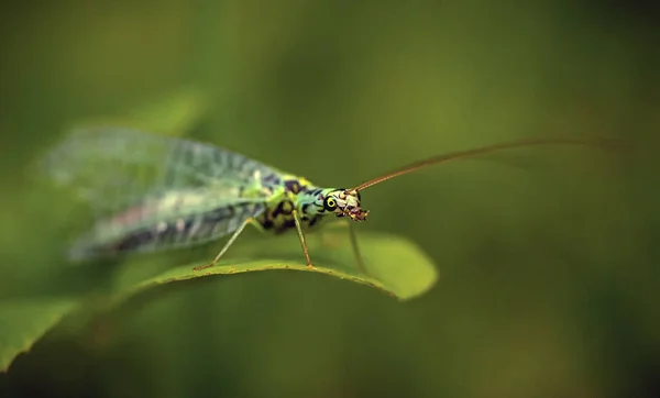 Chrysopidae Makrofotografie Garten Auf Einem Grasblatt Künstlerische Verwischung Des Hintergrundes — Stockfoto