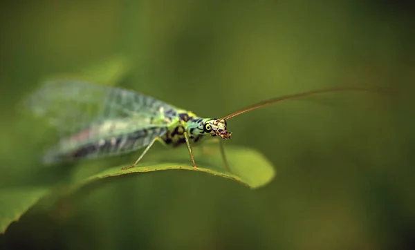 Chrysopidae Makrofotográfia Kertben Egy Levél Művészi Elmosódott Háttérben — Stock Fotó