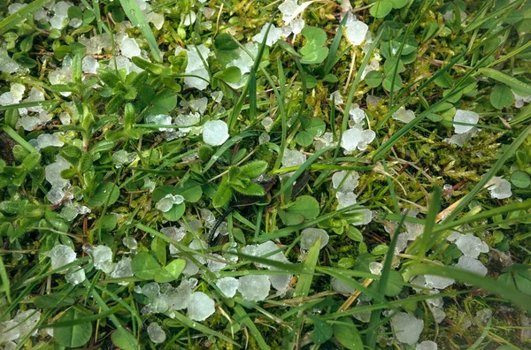 Vitt Ishagel Det Gröna Gräset Sommaren — Stockfoto