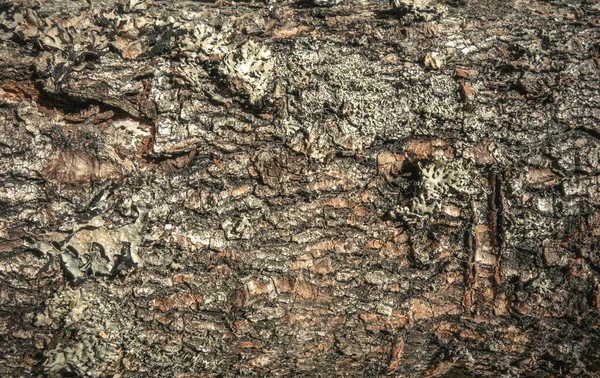 Textura Casca Árvore Uma Árvore Natal — Fotografia de Stock