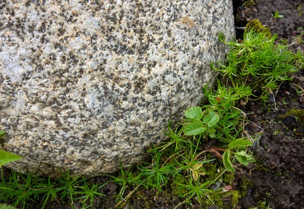 Rund Ljus Granit Sten Trädgården Marken Grönt Gräs Runt — Stockfoto