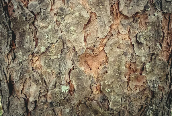 松树树皮的质地 原始照片 — 图库照片