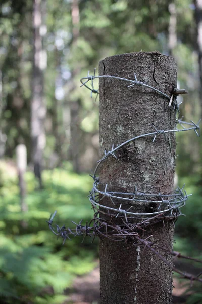 Trästolpe Med Taggtråd Den Gröna Skogen — Stockfoto