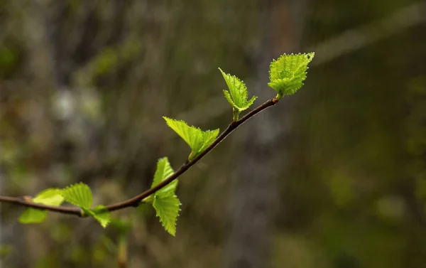 Gren Ett Träd Med Blommande Gröna Blad — Stockfoto