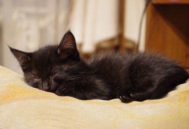 Kedi yavrusu yastıkta uyuyor.