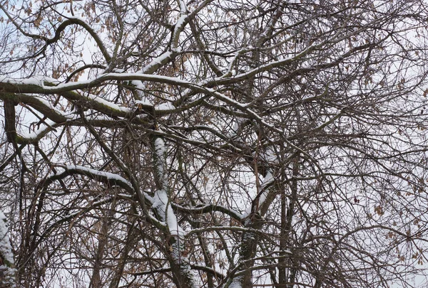 Ветви Дерева Снегу — стоковое фото
