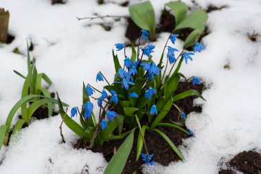 Karda bahar çiçekleri