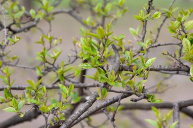 Ağaç bu bahar yaprakta.