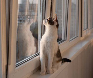 Pencere kenarında bir kedi