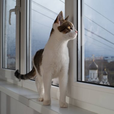 Pencere kenarında bir kedi