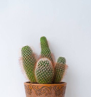 Tencerede yeşil kaktüs