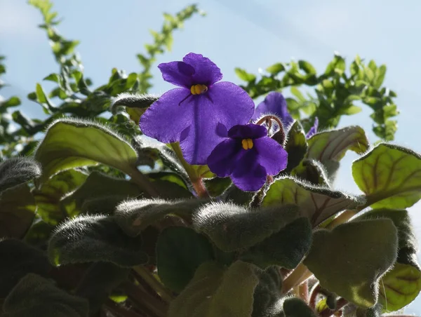 Fialové Květy Modré Obloze — Stock fotografie