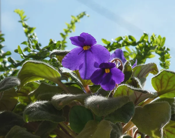 Bunga Ungu Langit Biru — Stok Foto