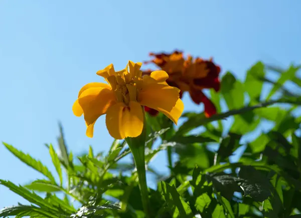 Flor Laranja Fundo Céu Azul — Fotografia de Stock