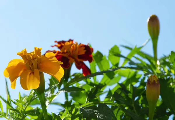 Flor Laranja Fundo Céu Azul — Fotografia de Stock