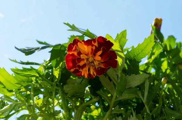 Flor Laranja Fundo Céu Azul — Fotografia de Stock