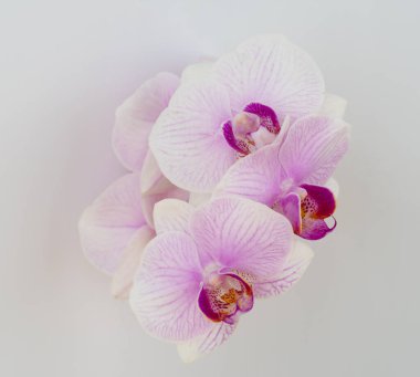 Beyaz arkaplanda pembe orkide