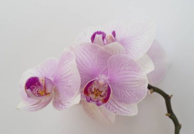 Beyaz arkaplanda pembe orkide