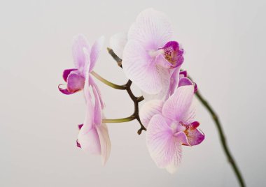 Beyaz arkaplanda pembe orkide