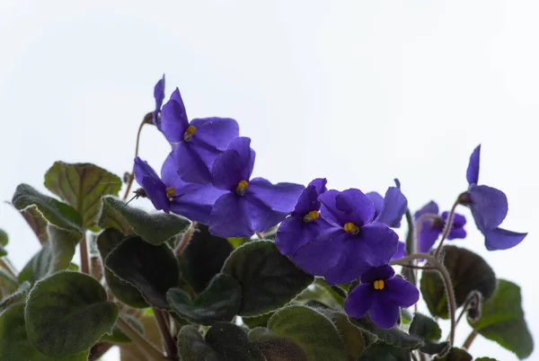 Blue Flowers White Background — Stock Photo, Image