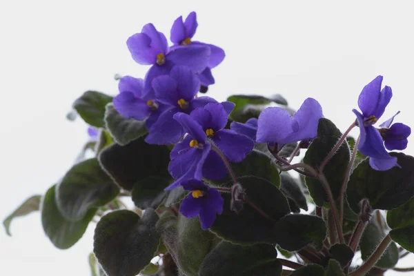 Flores Azules Sobre Fondo Blanco —  Fotos de Stock