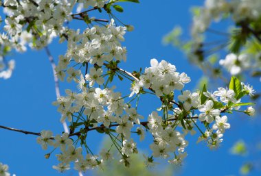 Baharda çiçek açan kiraz ağacı 