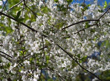 Baharda çiçek açan kiraz ağacı 