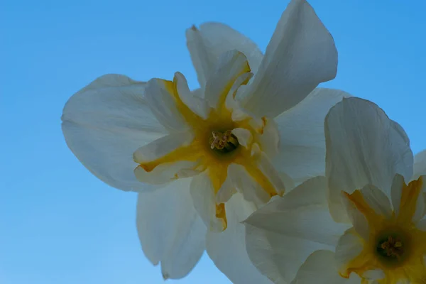 Желтый Нарцисс Голубом Небе — стоковое фото
