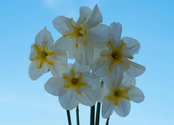 Narcisos Amarelos Céu Azul — Fotografia de Stock