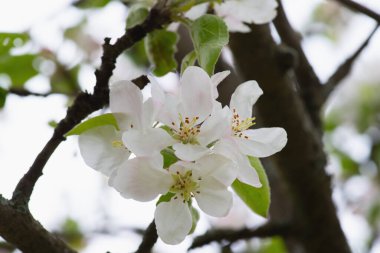 İlkbaharda elma ağacı çiçek açar.