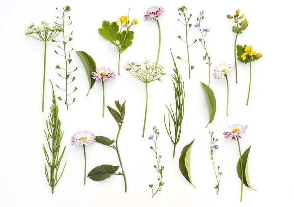 Kır çiçekleri ile çiçek arka plan, beyaz zemin üzerine yeşil yaprakları. 