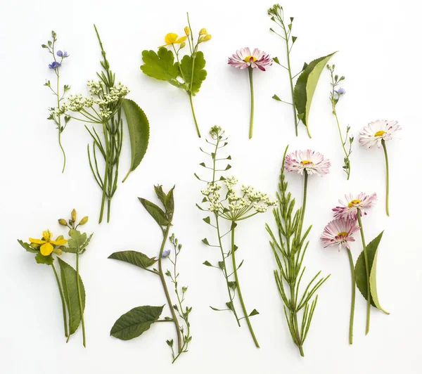 Kır çiçekleri ile çiçek arka plan, beyaz zemin üzerine yeşil yaprakları.