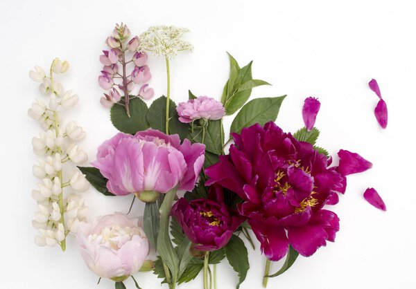 Красивый красочный цветок Пиони на светлом фоне
