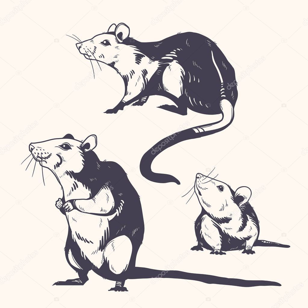 Set of rats. Chinese zodiac symbol of 2020.