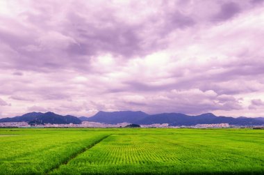 pirinç şehir dağlar