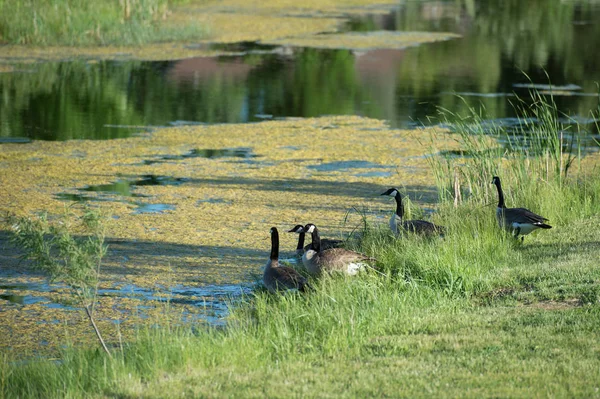 Gansos canadienses por agua — Foto de Stock