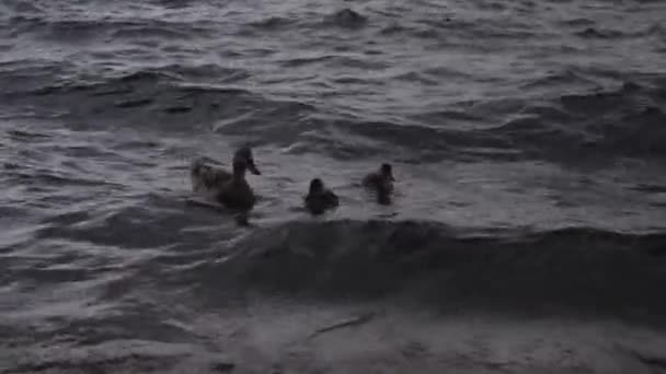 Pato com patinhos em uma tempestade nas ondas — Vídeo de Stock