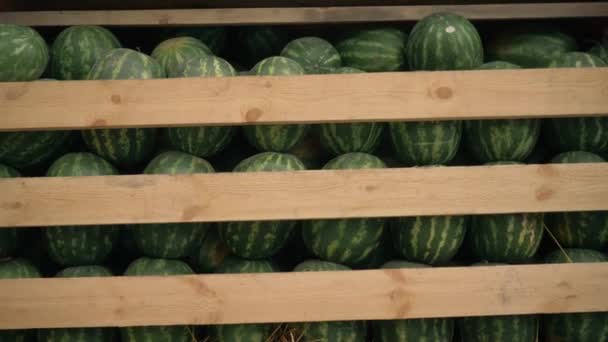 Sandías tumbadas en una gran caja de madera — Vídeos de Stock