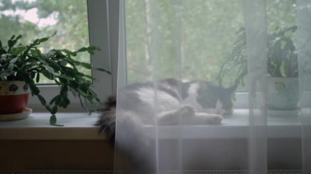 Katten sover i vindueskarmen bag gardinet. – Stock-video