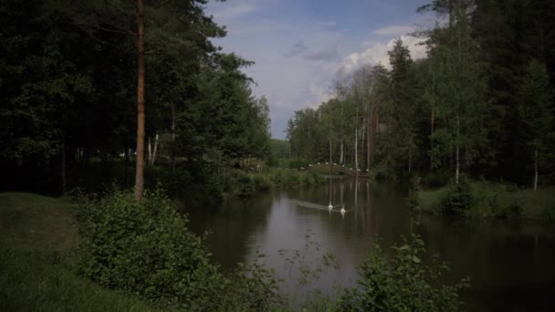 Två vita svanar flyter längs en skogsflod.. — Stockvideo