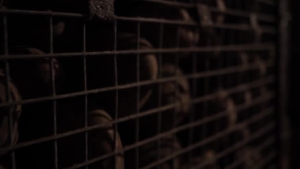 Les pommes de terre stockées dans une boîte métallique dans un sous-sol sombre. — Video