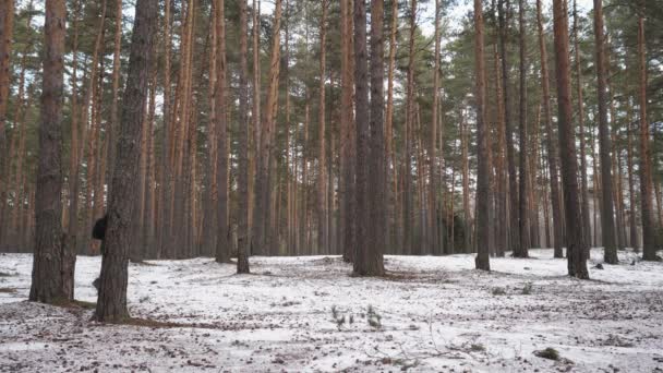 L'homme va dans la forêt. Un homme marche de gauche à droite dans la forêt d'hiver . — Video