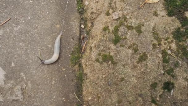 Une limace rampant sur l'asphalte. Concept : le mouvement lent   chemin lent vers le succès .