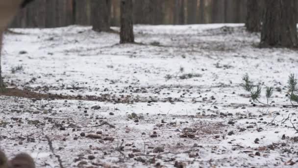 Un homme court à travers les bois depuis la caméra jusqu'au loin . — Video